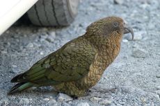 Kea (1 von 19).jpg